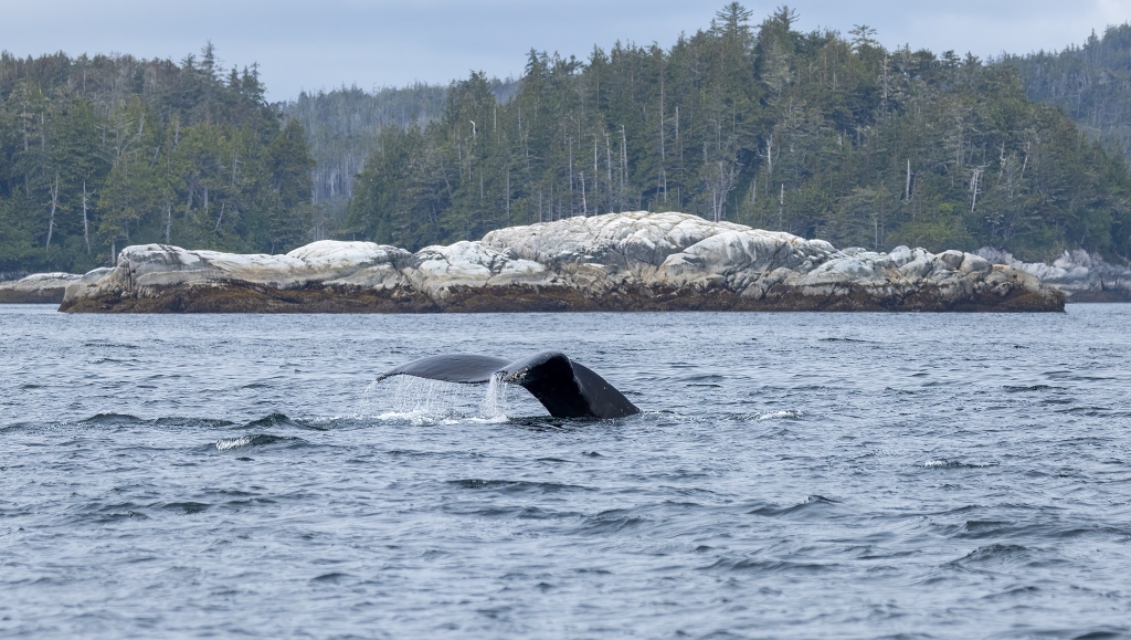 Whale tail on display on Coastal Rainforest Safaris tour