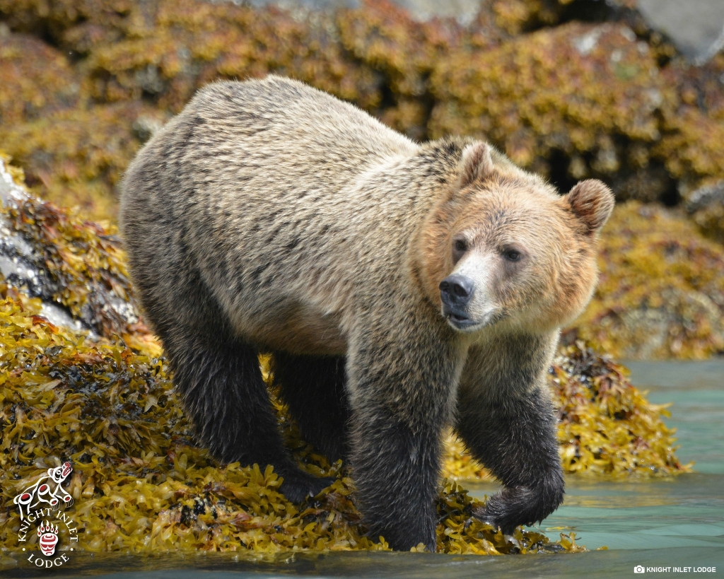 Grizzly bear on shore by water