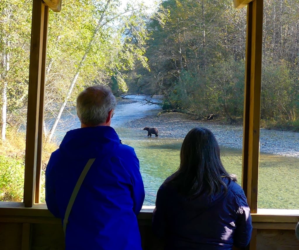 Bear viewing with Homalco Wildlife Tours