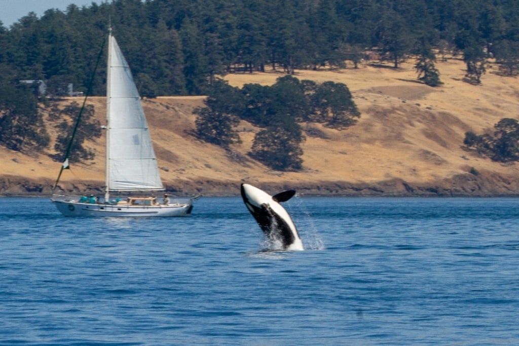 Sidney Whale Watching