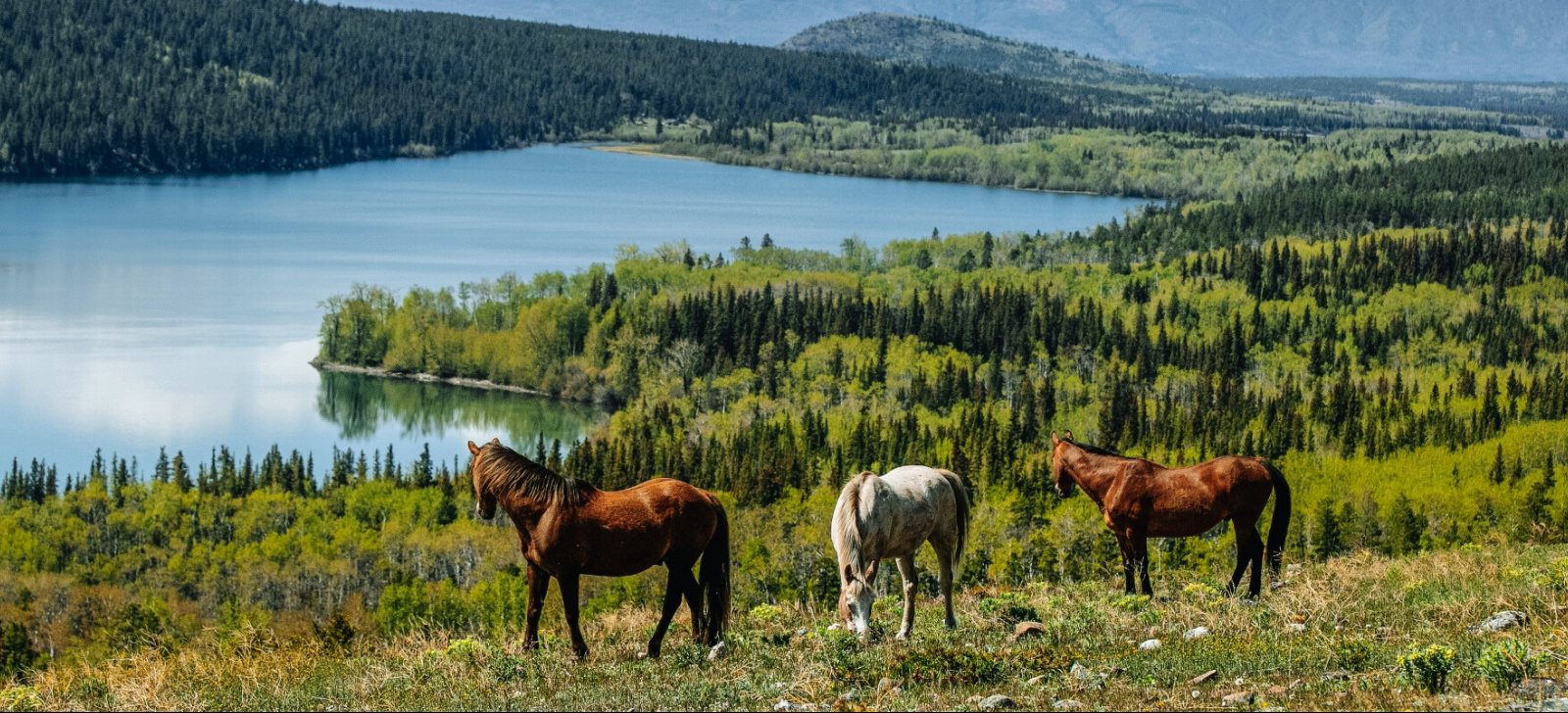 horses on mountain overlooking water