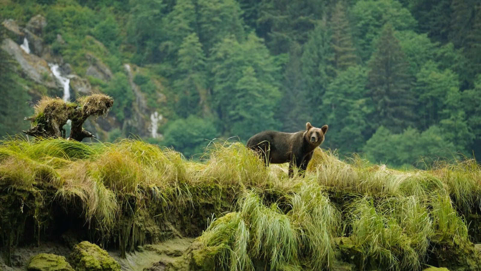 Bear in the forest