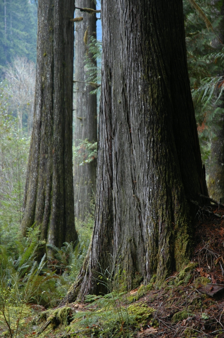 Trees in hte forest