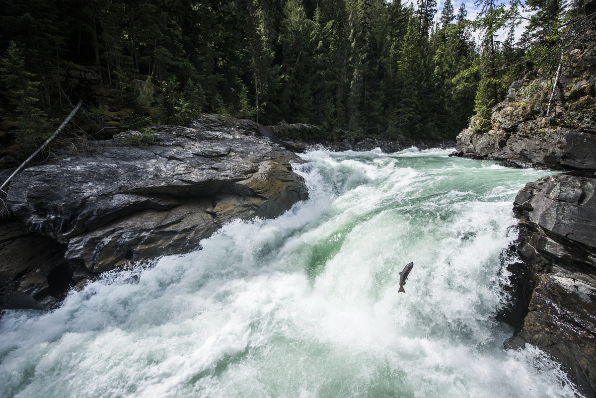 A fast river for Living Legends: The Teachings of the Salmon