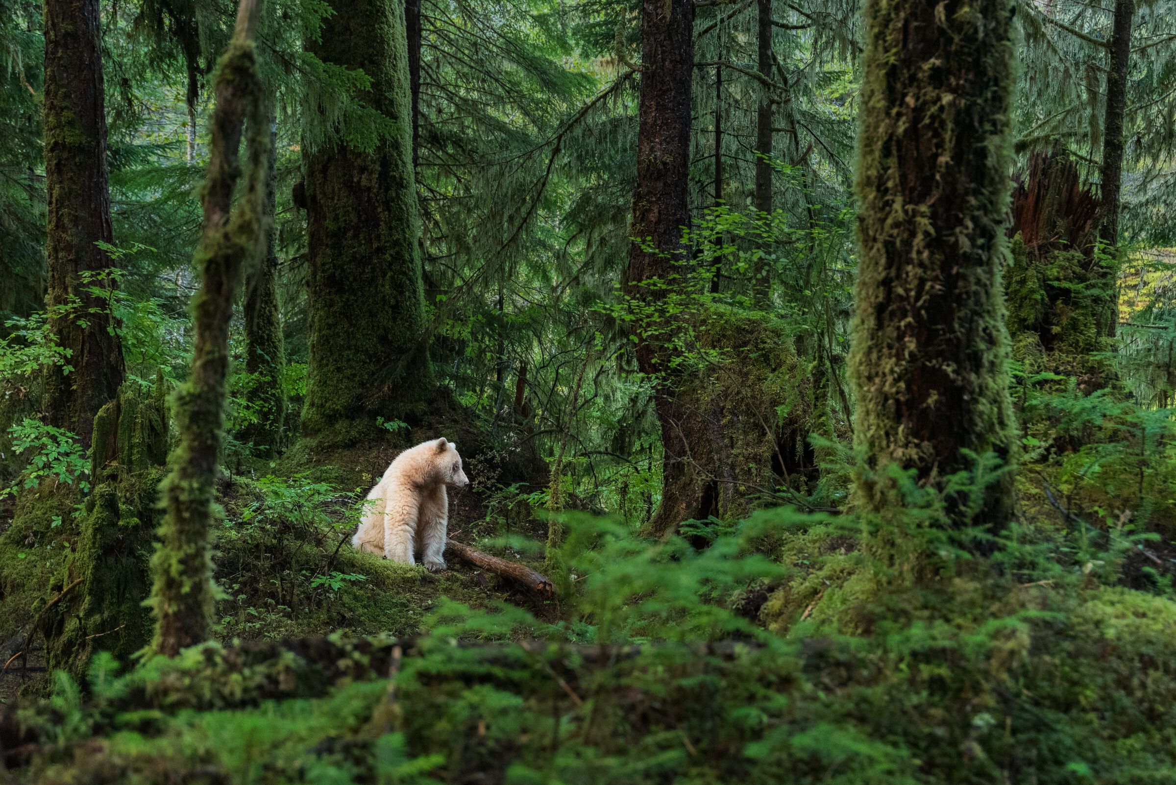 Spirit bear also known as the Kermode bear sitting in the Great Bear Rainforest with trees