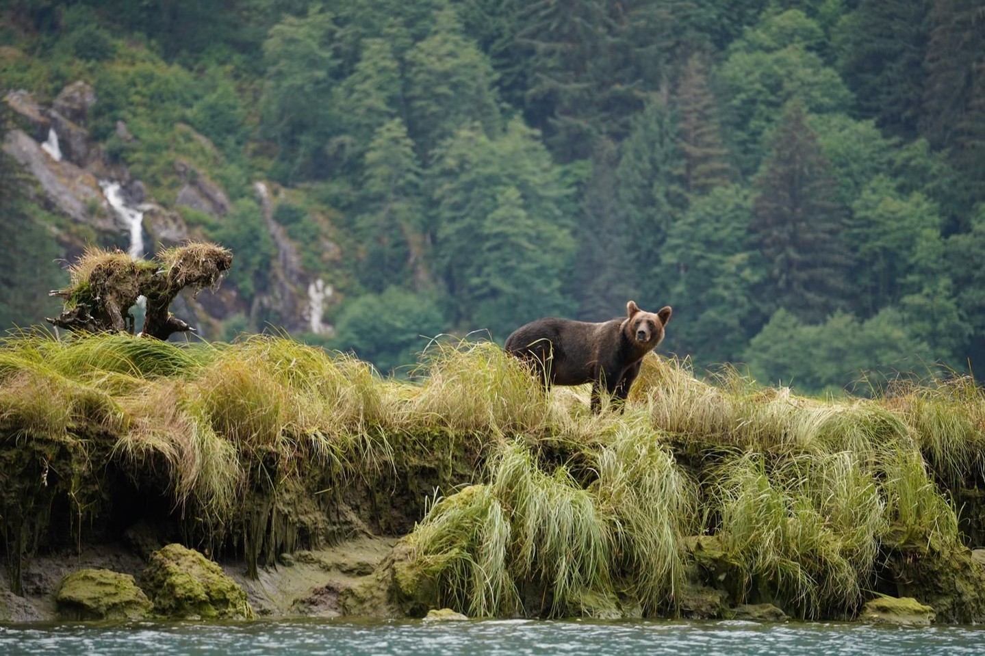 Bear on a bed of moss in and around Spirit Bear Lodge