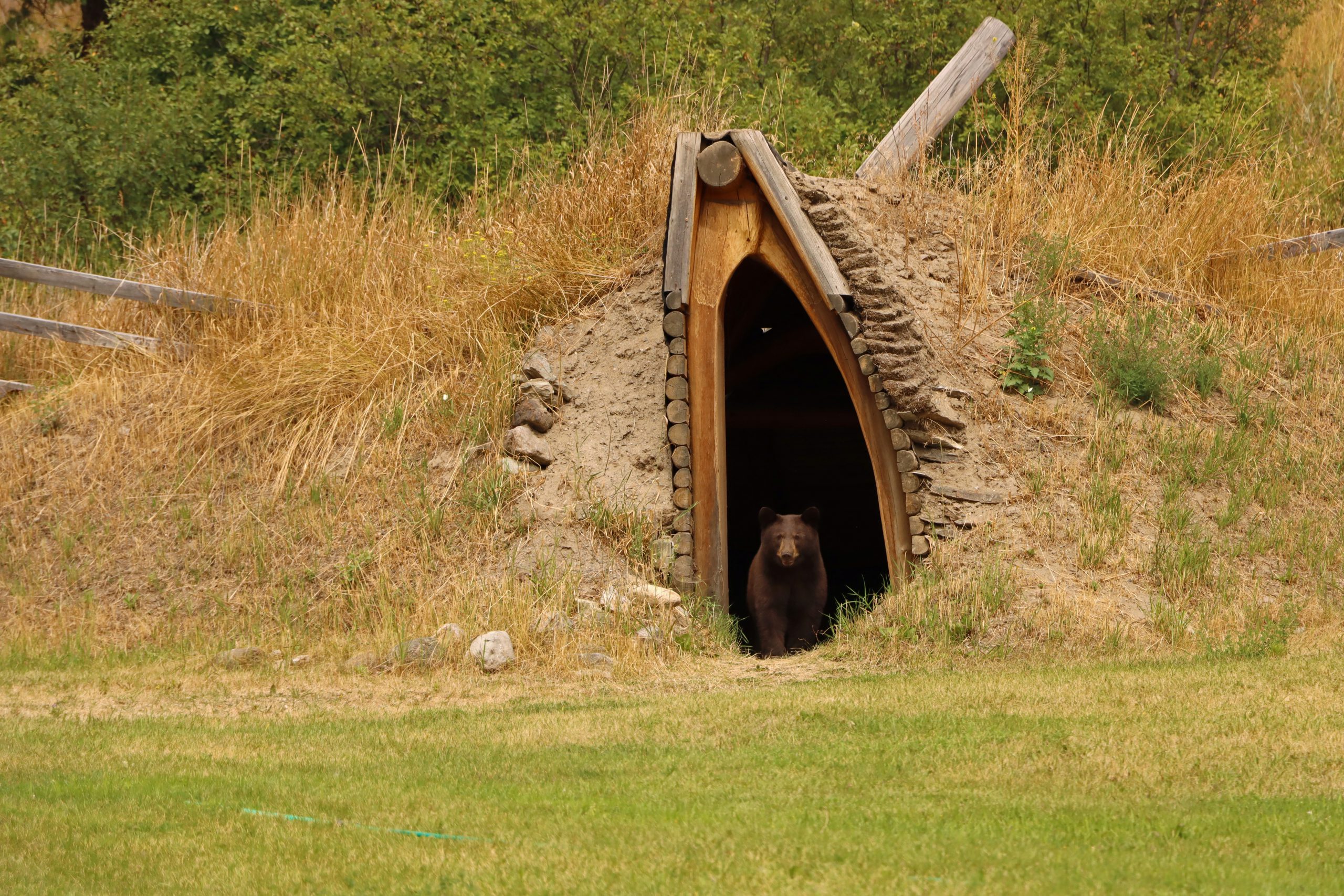 A brown bear emerging out of the side of a hill