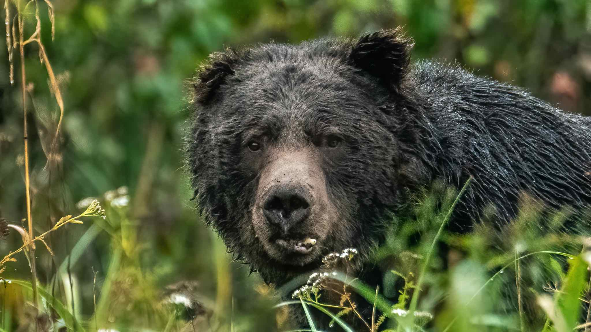 Sea Wolf Adventures Bear