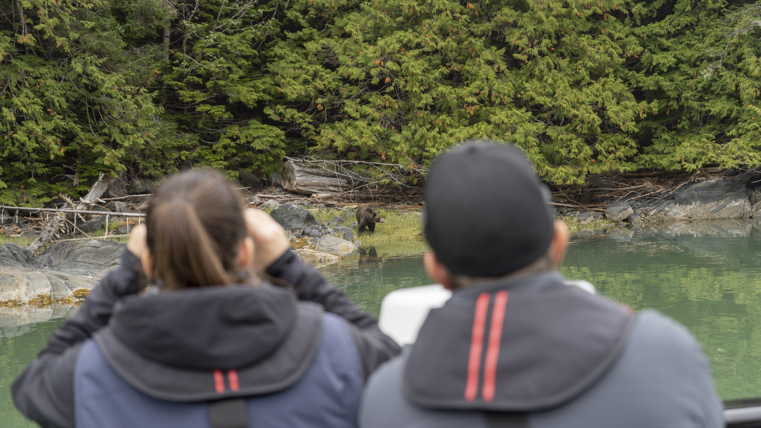 Two people looking at a grizzly bear through binoculars