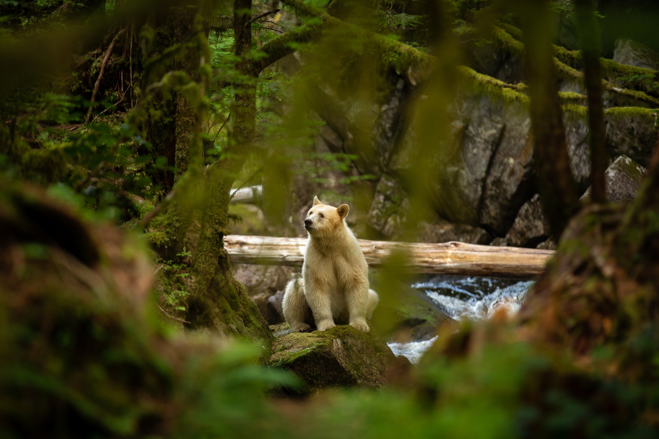 Spirit bear sitting in the forest