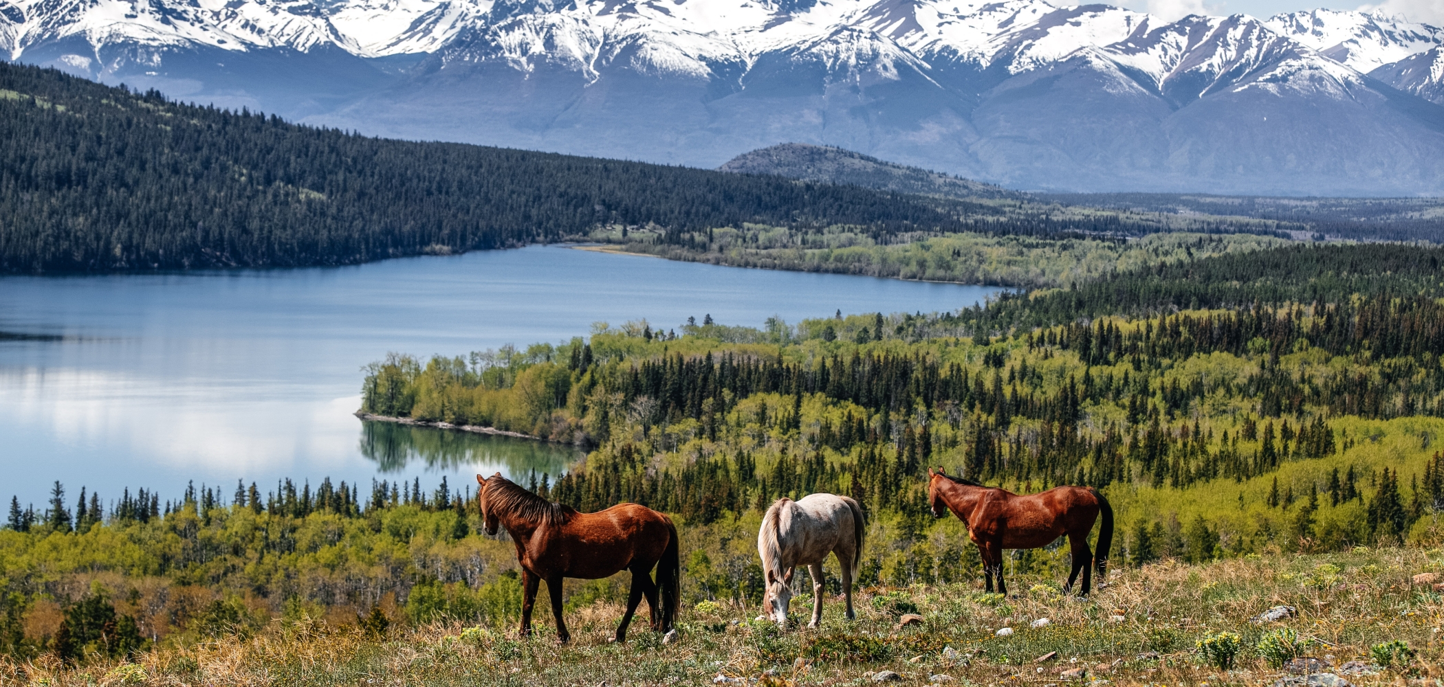 Nemiah Valley Lodge horses