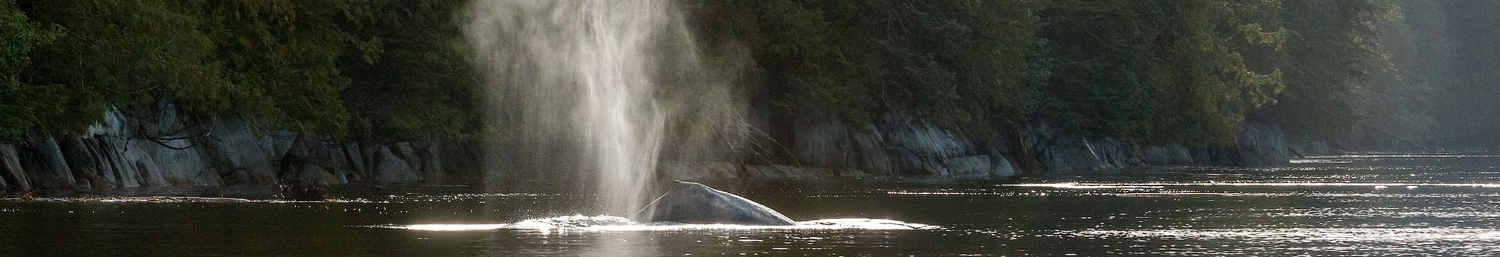 A stream of water coming out of a whale's spout