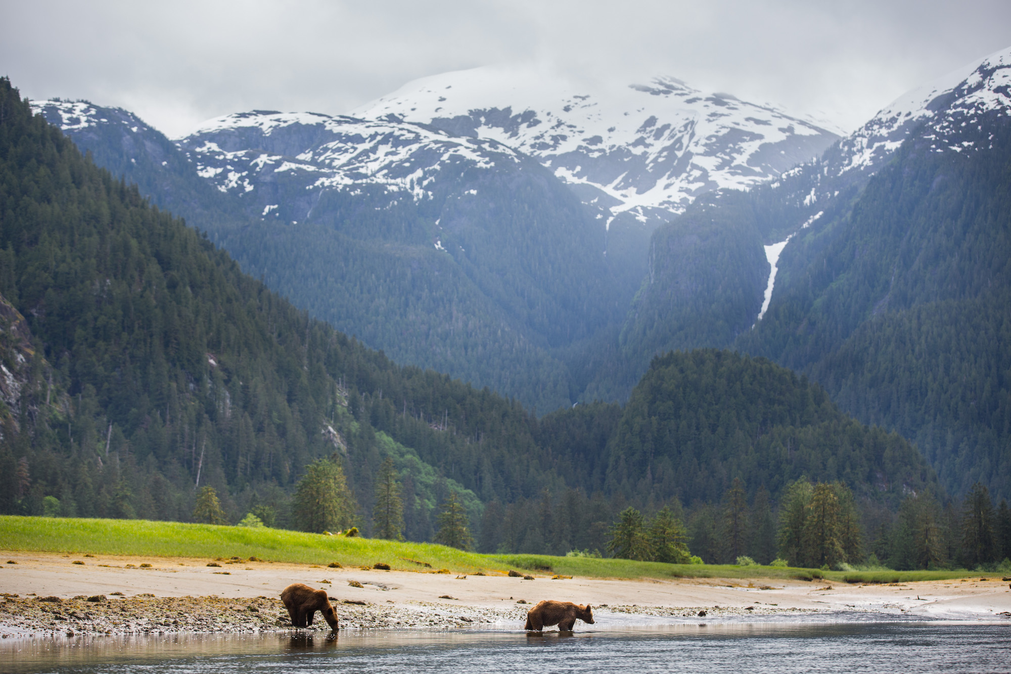 Bears by the river in front of snowy mountains