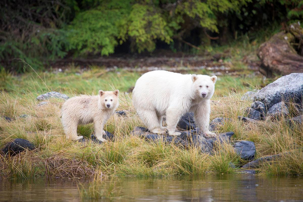 A spirit bear mother and cub at Spirit Bear Lodge in Klemtu, British Columbia