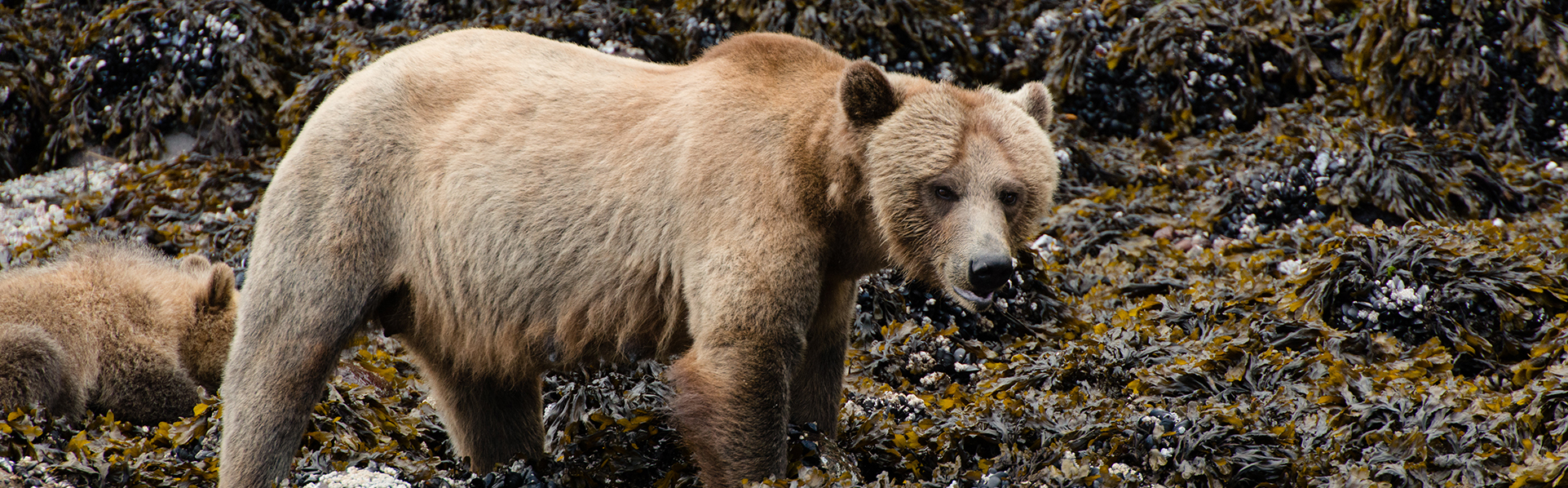 Grizzly bear walking