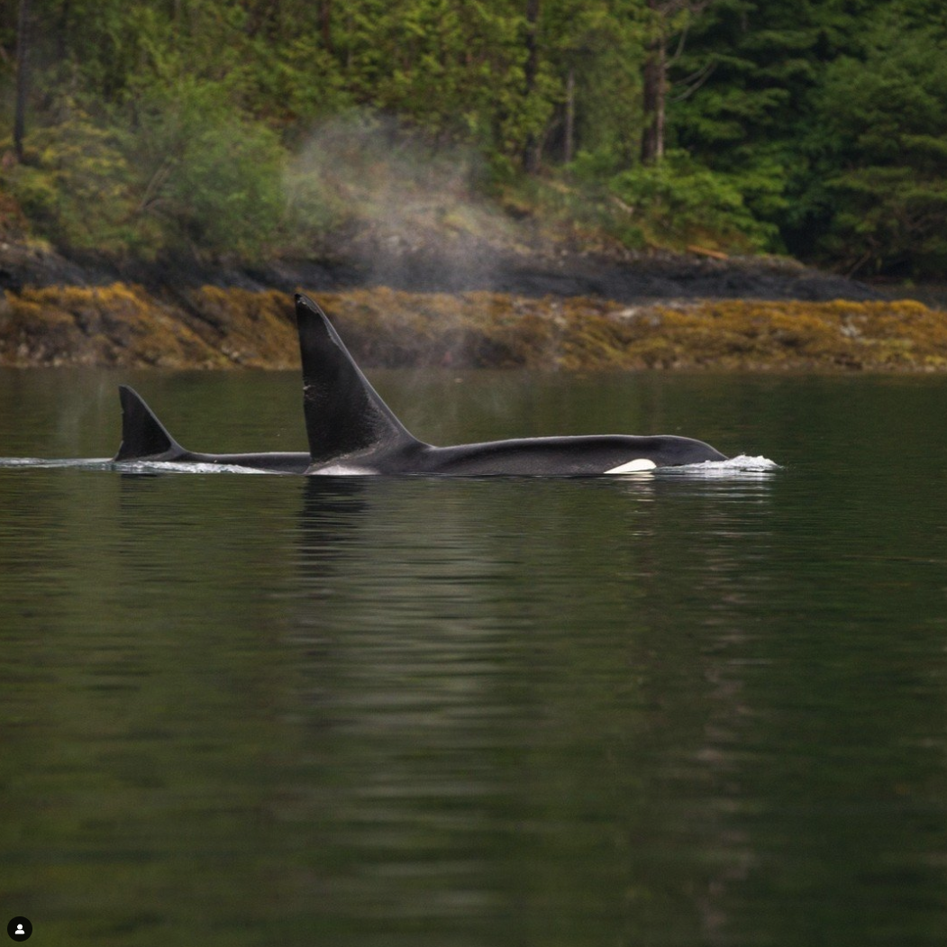 Whale in the water