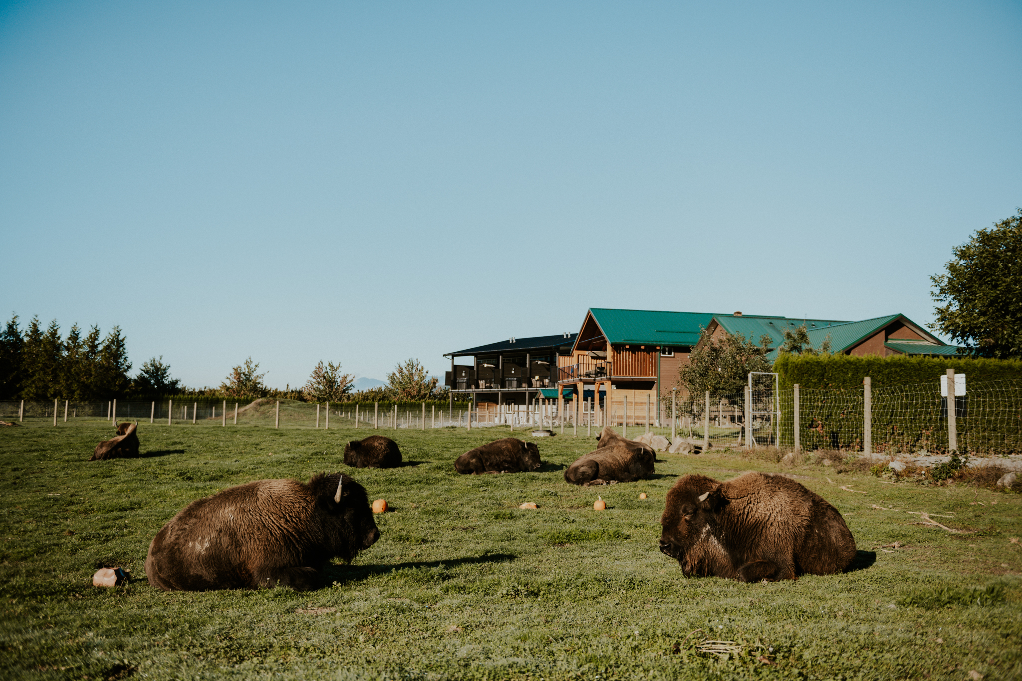 Bison lounging outside Fraser River Lodge in Aggasiz