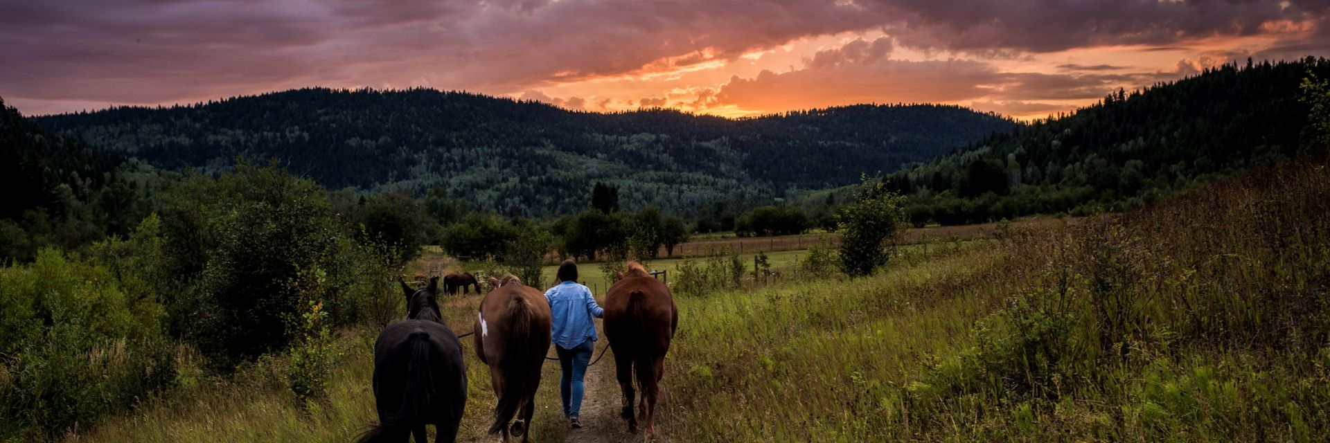 A person with 3 horses