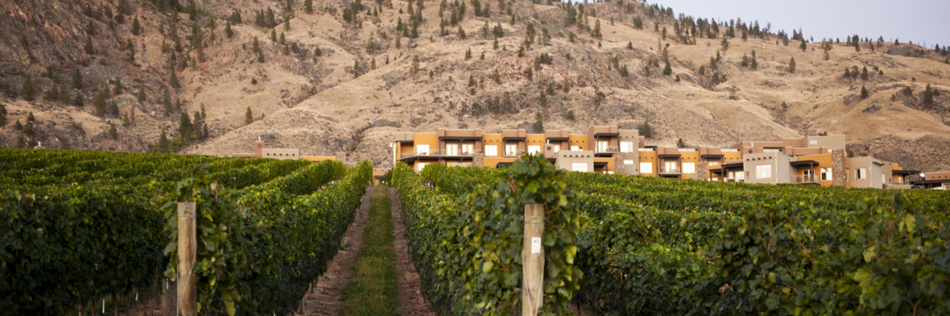 Vineyard in the Okanagan