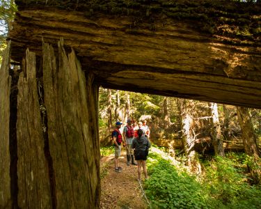 People walking in the woods