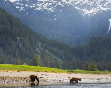 Two bears in a river