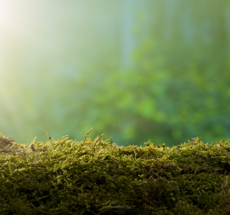 Up close image of moss on a log in the forest