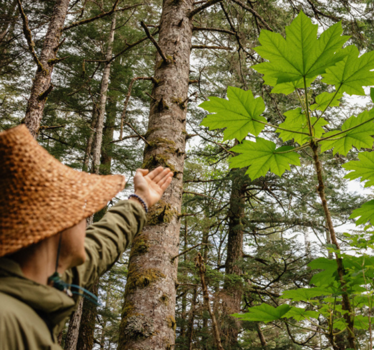 A person in a straw hat reaching out to touch a tree in a lush forest.