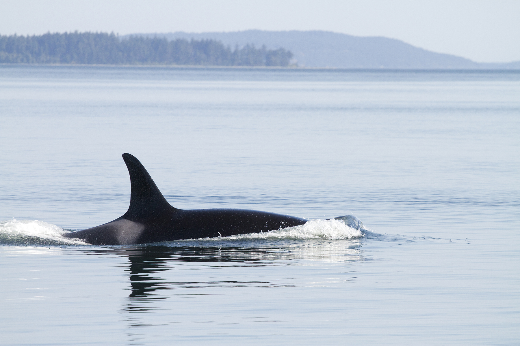 Max’inux Killer Whale - Indigenous Tourism BC